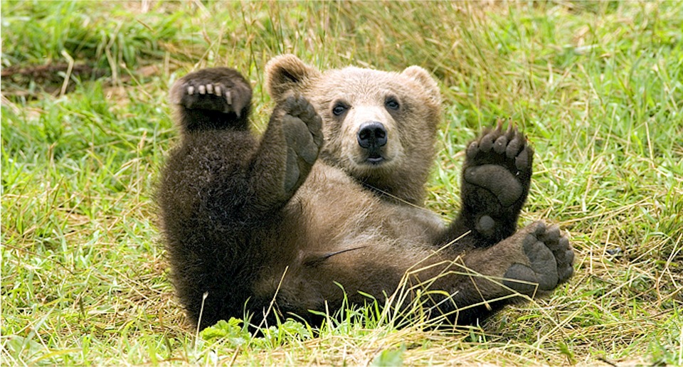 Oso de Cabarceno